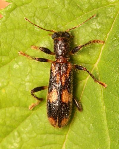 Opilo mollis