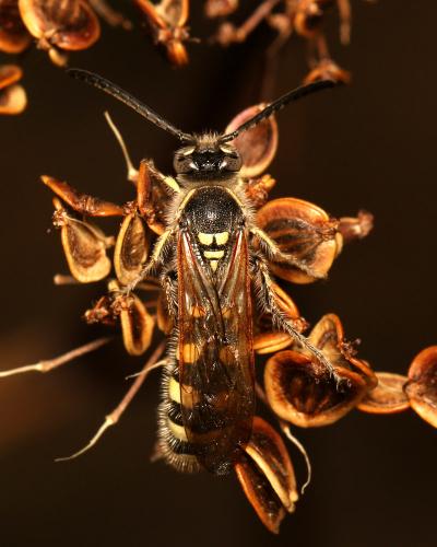 Colpa sexmaculata