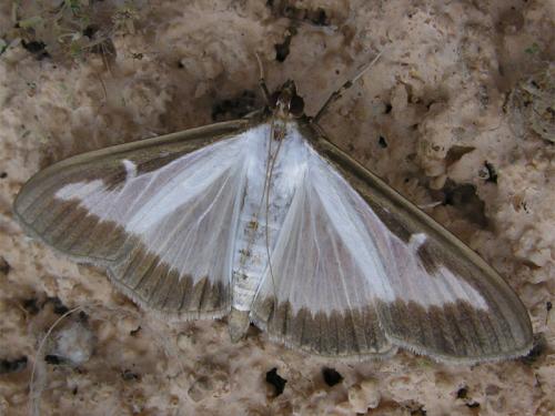 Cydalima perspectalis