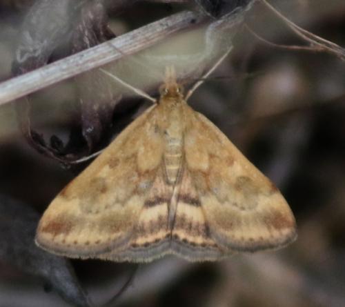 Réf. 174 508 : Pyrausta despicata