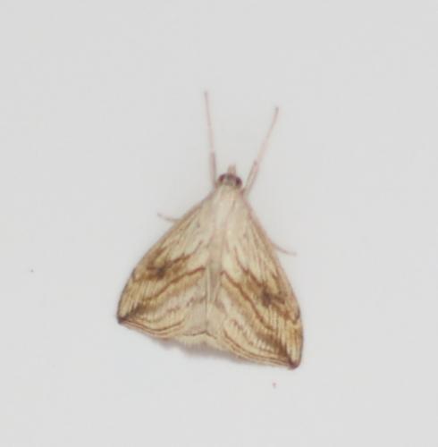 Réf. 174 509 : Evergestis forficalis