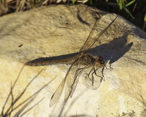 Sympetrum striolatum