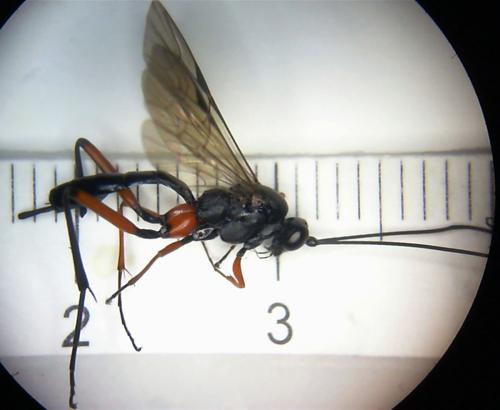 Exetastes calobatus