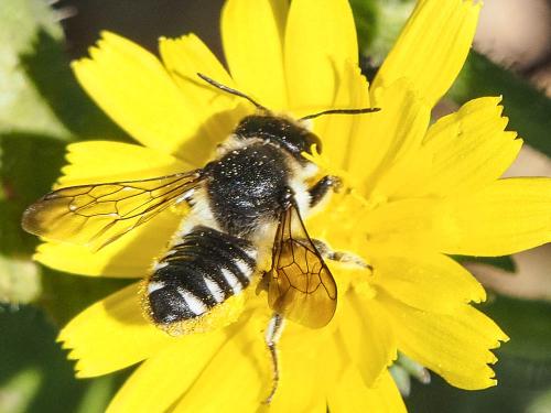 Megachile octosignata