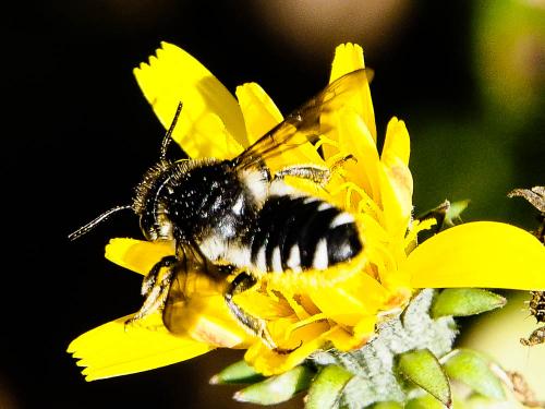 Réf. 174 099 : Megachile octosignata