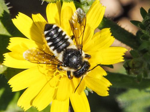 Megachile octosignata