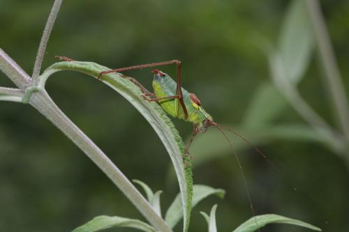 Barbitistes sp.