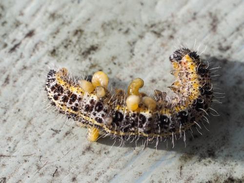 Cotesia glomerata