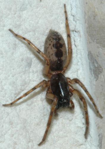 Segestria senoculata