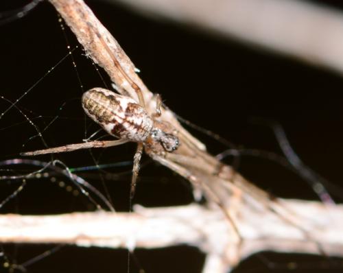 Tetragnatha sp.