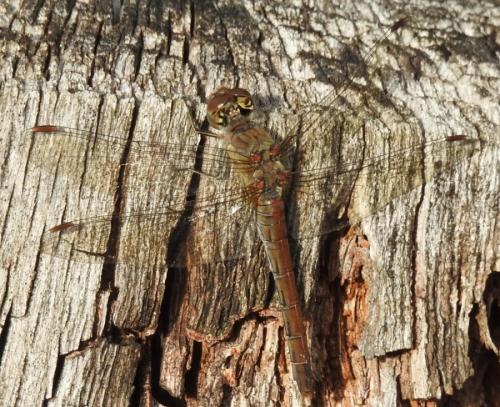 Sympetrum striolatum