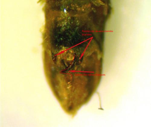 Réf. 174 716 : Epirrita dilutata