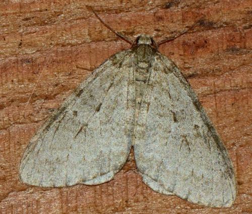 Réf. 174 709 : Epirrita dilutata