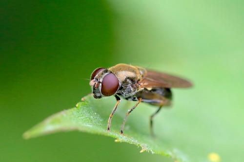 Réf. 174 116 : Cheilosia sp.