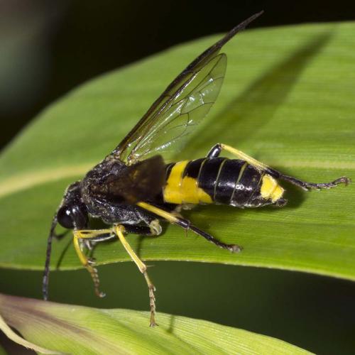 Tenthredo temula
