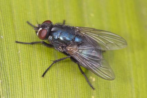 Réf. 174 428 : Eudasyphora cyanicolor