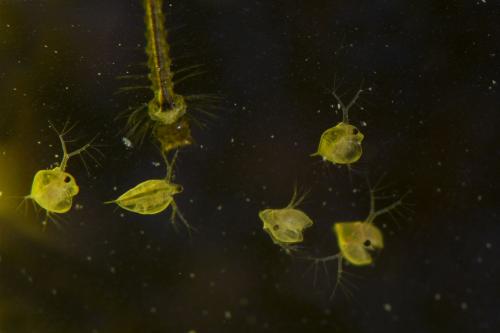 Daphnia sp.