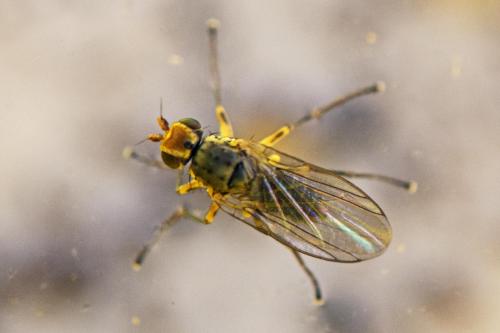 Phytomyza sp.