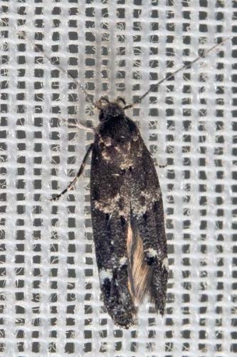 Mompha subbistrigella