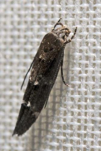 Mompha subbistrigella