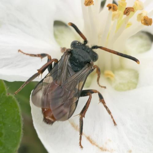 Nomada sp.