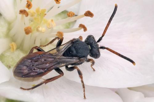 Nomada sp.