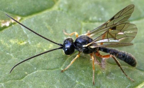 Réf. 174 153 : Tryphoninae inconnu