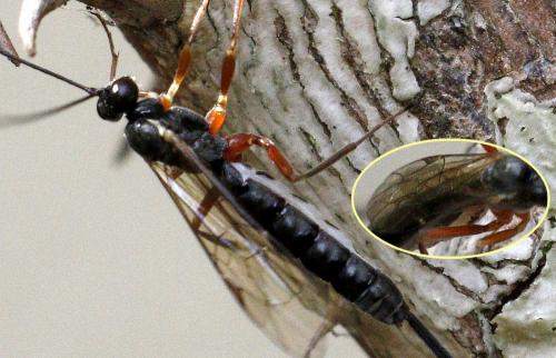 Liotryphon punctulatus