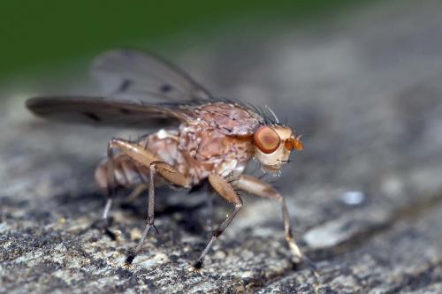 Suillia sp.