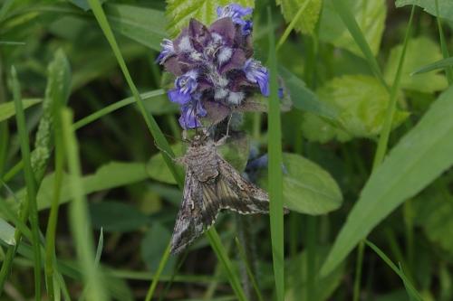 Autographa gamma