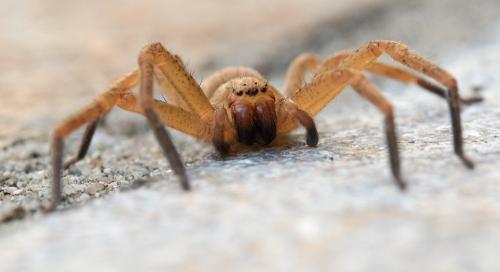 Olios argelasius