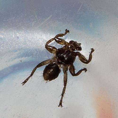Lipoptena cervi