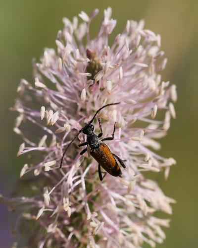 Réf. 174 321 : Anastrangalia sp.