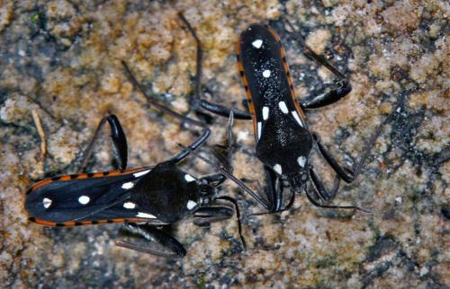 Velia saulii