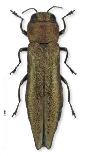 Réf. 174 872 : Agrilus viridis