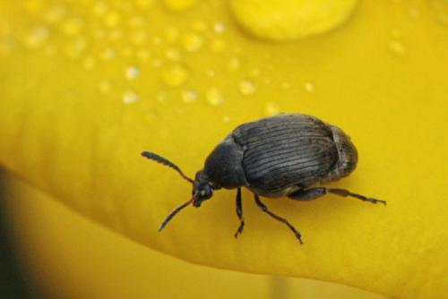Bruchidius villosus