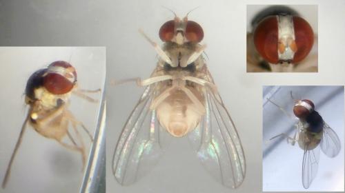Réf. 174 808 : Acletoxenus formosus