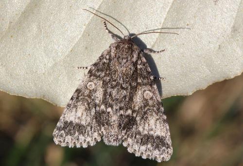 Réf. 174 435 : Subacronicta megacephala