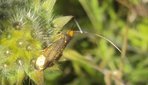 Nemophora metallica