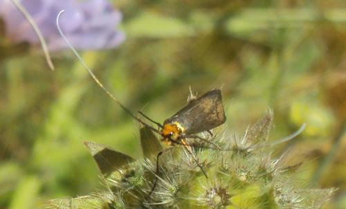 Nemophora metallica