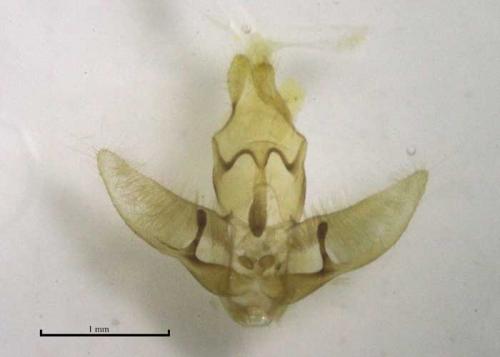 Agonopterix nervosa