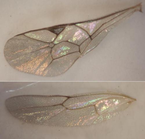 Cryptinae