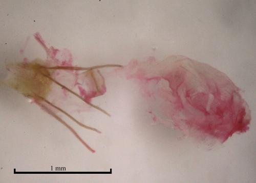 Alucita sp.