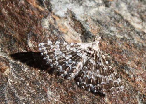 Alucita grammodactyla