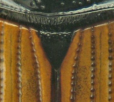 Réf. 174 779 : Aphodius foetidus