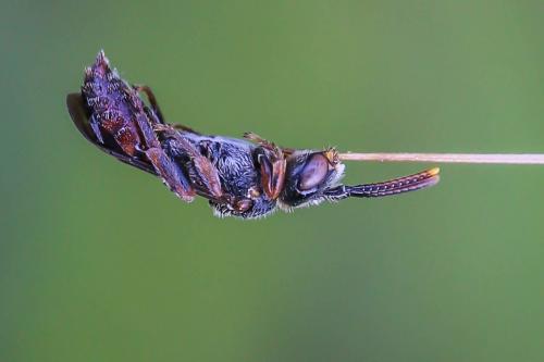 Nomada sp.
