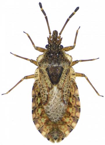 Réf. 174 210 : Aradus obtectus