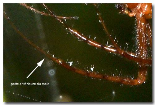 Metellina sp.