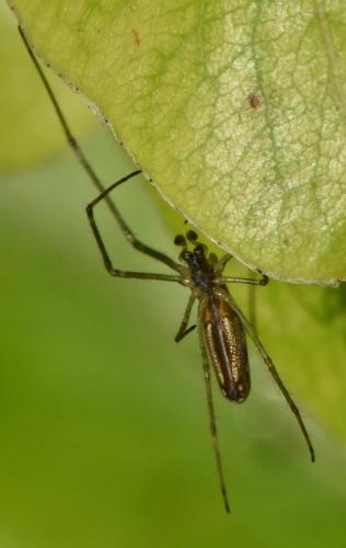 Tetragnatha sp.
