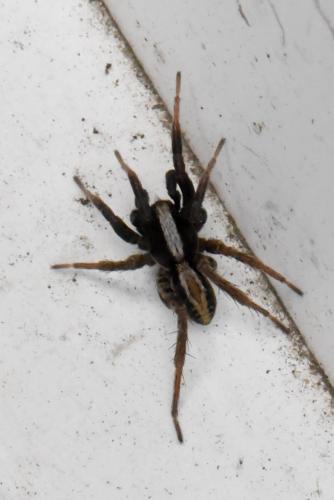 Alopecosa pulverulenta